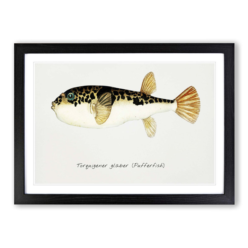 Illustration of a Pufferfish by F.E. Clarke - Picture Frame Graphic Art Print, 48cm H x 65cm W x 2cm D, Black Framed