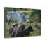 «Zebu Group Zebu Troop Print», art mural-615261030