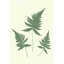 «Forest Shadows IV Green on Cream Crop» par Moira Hershey - peinture sur toile tendue