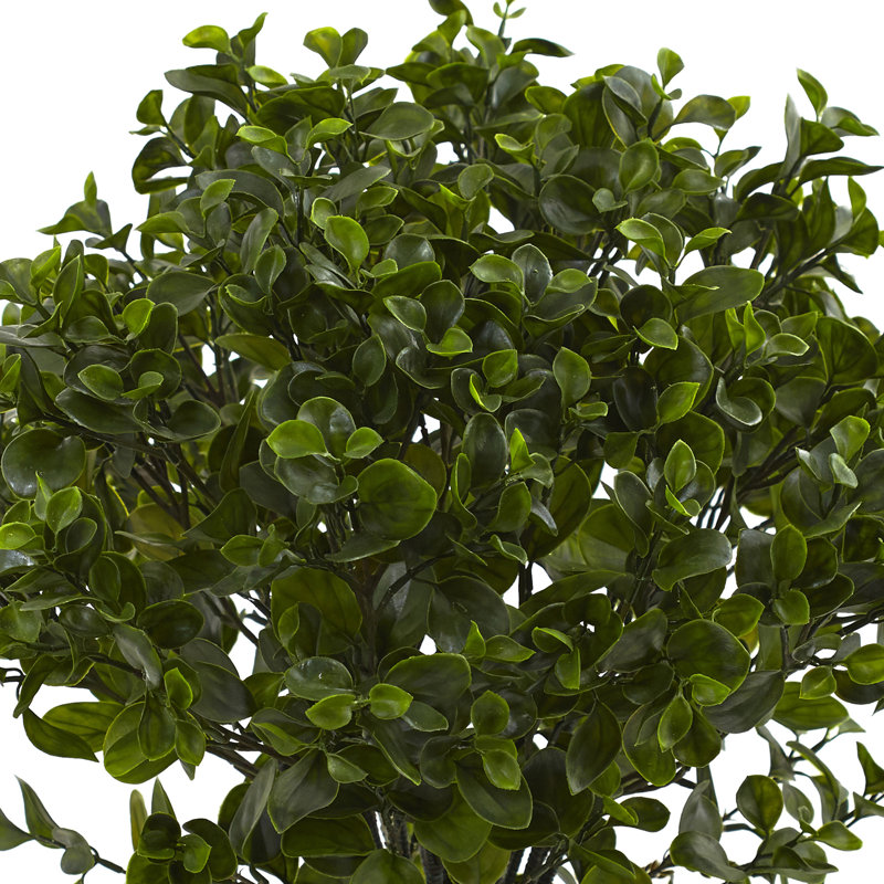 Peperomia Plant UV Resistant (Indoor/Outdoor), 28" H x 27" W x 25" D