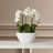 Phalaenopsis Silk Arrangement with Vase