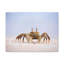 Art mural majestueux crabe-122246955