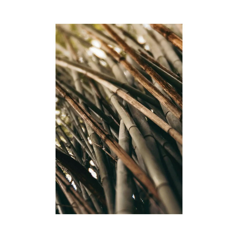 Bamboo Study L by Olivia Joy StClaire - Wrapped Canvas Print, 66.04 cm H x 45.72 cm W x 1.91 cm D