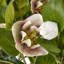 Hellebore Plant In Taupe Pot-11933138-11933142