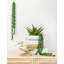 Prince succulent en pot