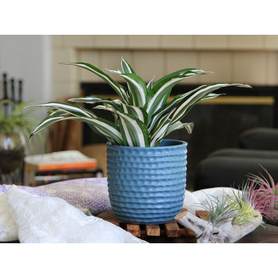 Petits pots de fleurs en céramique émaillée à motif alvéolé (lot de 4) - Intérieur/Extérieur