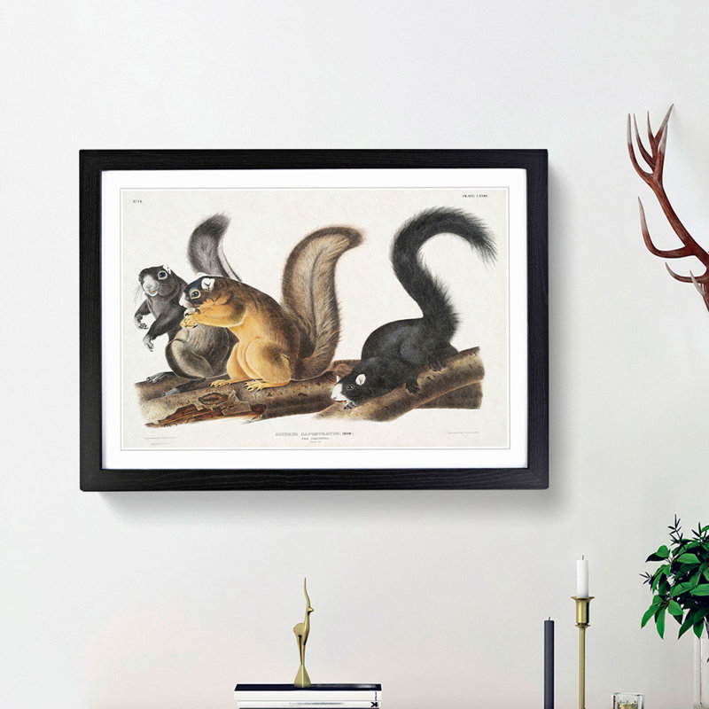 Fox Squirrels by J.W. Audubon - Picture Frame Painting Print, Black Framed, 36cm H x 48cm W x 2cm D