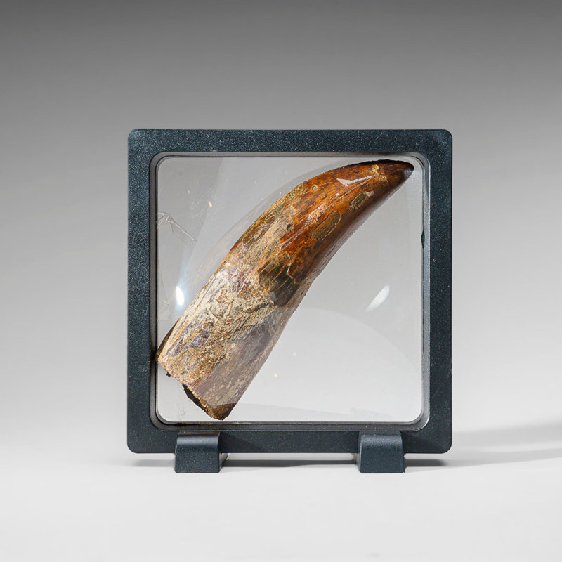 Genuine Natural Carcharodontosaurus Dinosaur Tooth In Display Box
