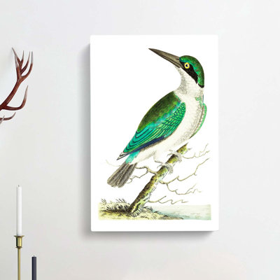 Green-headed Kingfisher by George Shaw - Wrapped Canvas