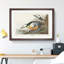 Western Ducks by John James Audubon - Framed Print-55641961-55641967