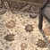 Evie New Zealand Wool Floral Rug