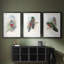 Gould Tropical Birds IV - reproduction encadrée sur mesure de qualité supérieure mate - 3 pièces-159977168