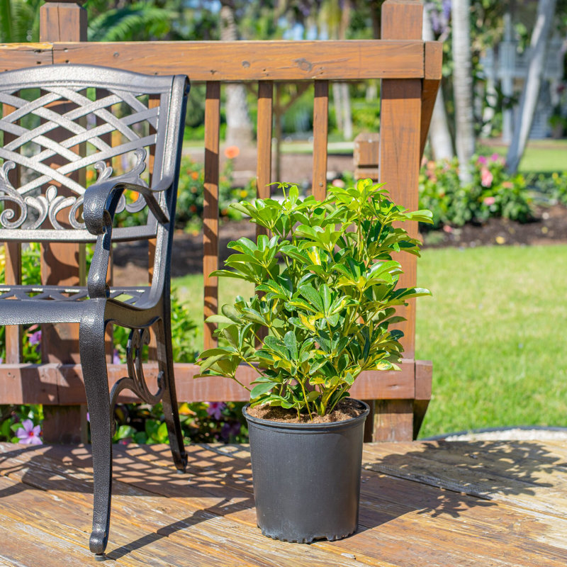 Schefflera Capella in Nursery Pot