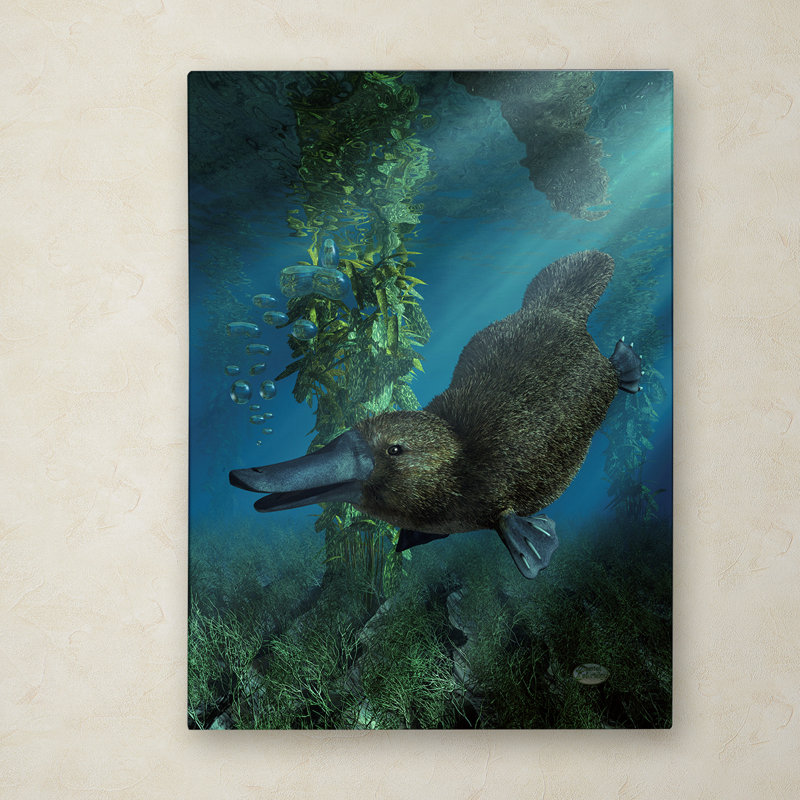 Platypus Underwater 24 x 32 Gallery-Wrapped Canvas Art