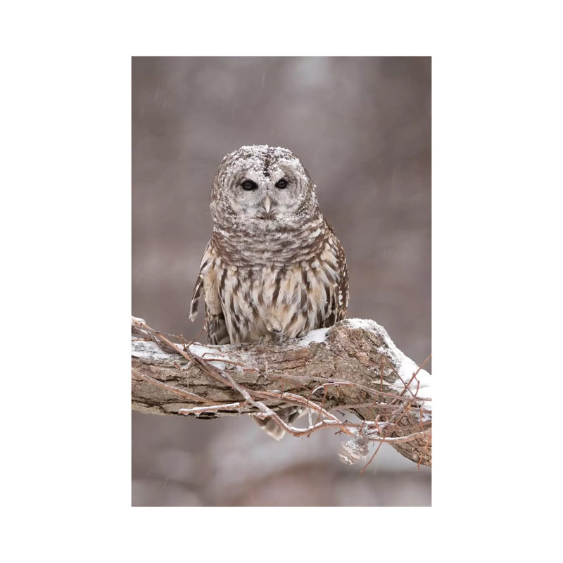 Barred Owl In Winter, Howell Nature Center, Michigan by Steve Gettle - Wrapped Canvas Print