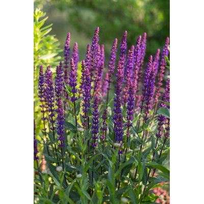 Woodland Sage - Photographie sur toile tendue