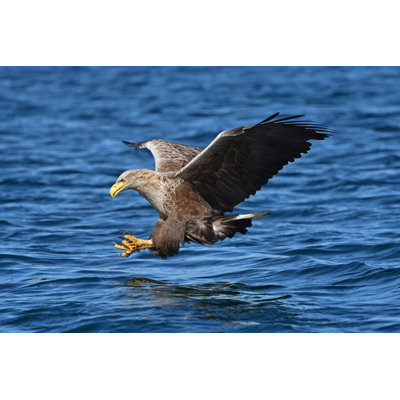 White Tailed Sea Eagle.