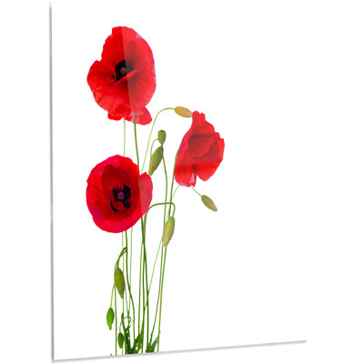 " Isolated Red Poppy Flowers "