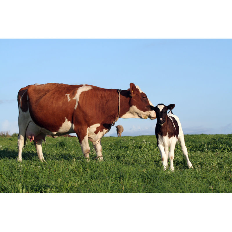 Cows by Vaida_P - Wrapped Canvas Print, 30cm H x 46cm W