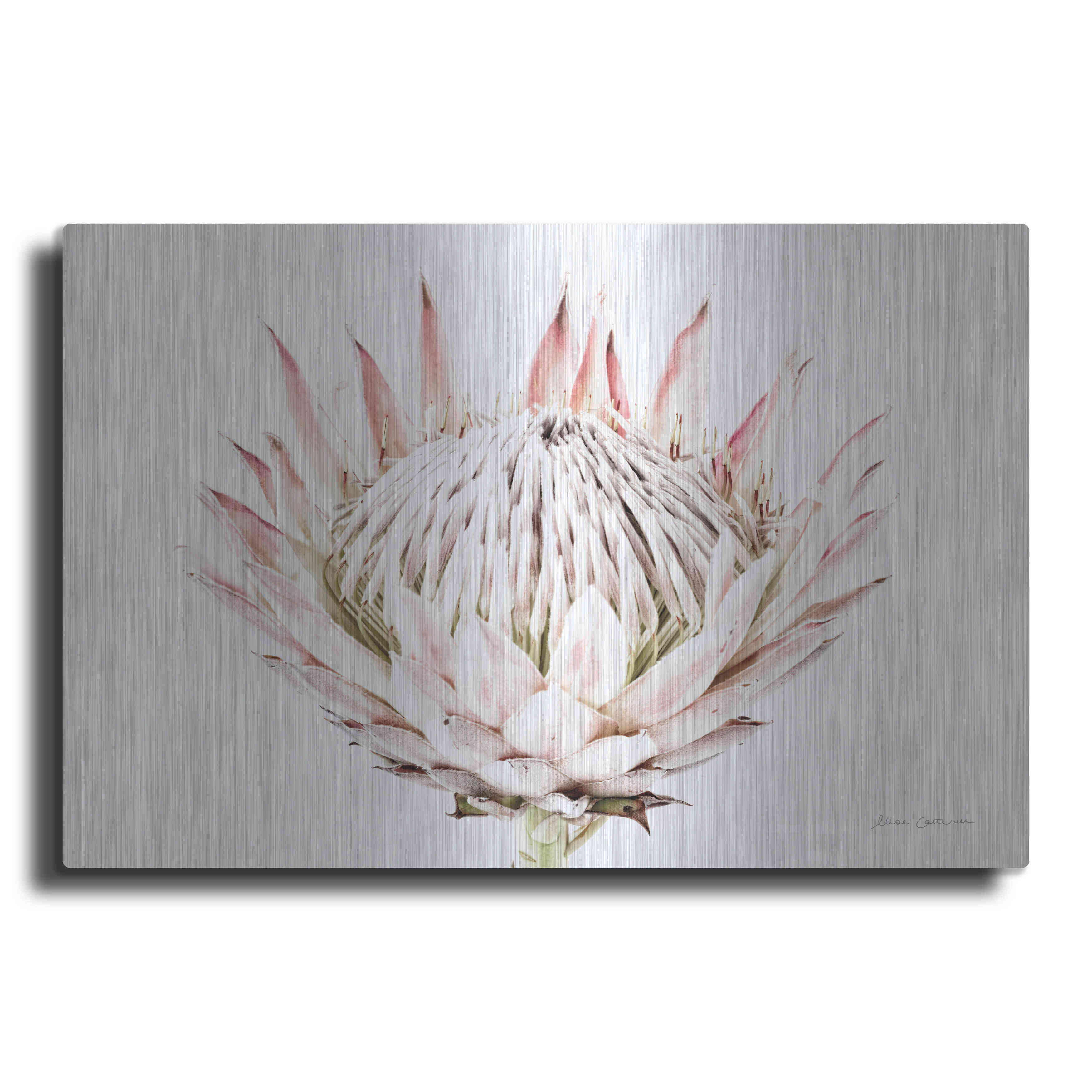 Buy Pastel Protea I Photo Art Print