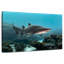 Aliwal Shoal Shark-2112681416