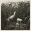 Coastal Birds 1 Print by THE Studio-967968412-967968413