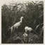 Coastal Birds 1 Print by THE Studio-967968412-967968414