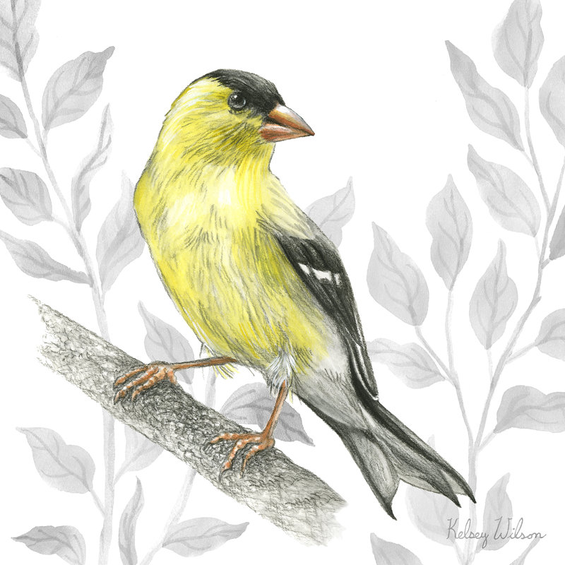 «Backyard Birds III-Goldfinch I» par Kelsey Wilson, H 12 po x l 12 po x P 1,25 po