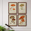 Champignon Variétés Ix - ensemble de 4 reproductions d'art sur toile encadrées-892446960-892446963