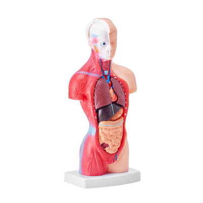 Modèle de corps humain, 15 pièces de 11 pouces, modèle d'anatomie du torse humain, modèle de squelette et d'organes amovibles, outil pédagogique pour les étudiants