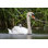 «Mute Swan» - Photographie sur toile tendue