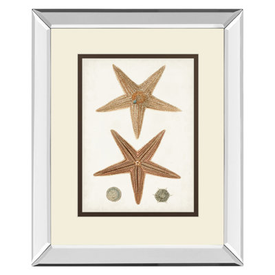 Étoile de mer, étude murale - 34 po x 40 po - Cadre en miroir