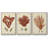 " Shell Collection IV " 3 - Pieces-1718806883-1718806880