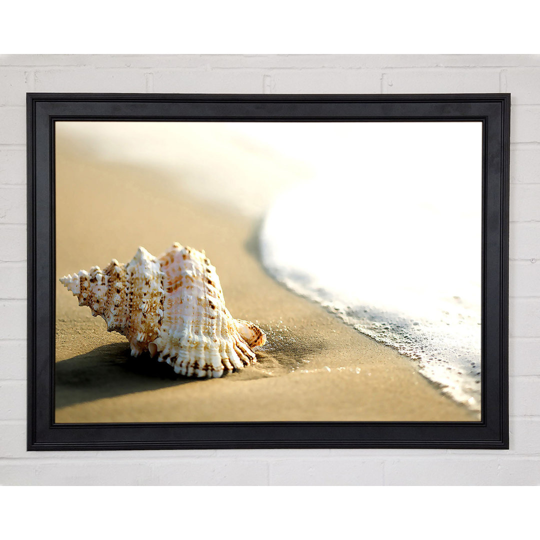 Gerahmtes Leinwandbild Whelk Shell On The Beach 2