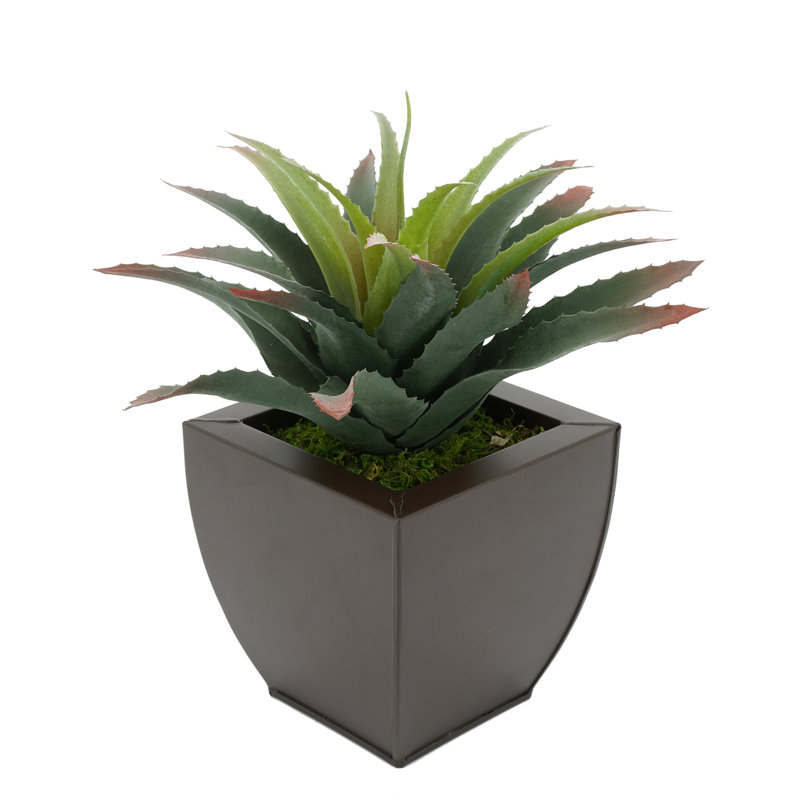 Plante grasse artificielle de 7 po en pot, Brun mat
