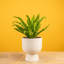 Bird''s Nest Fern in Ceramic Planter