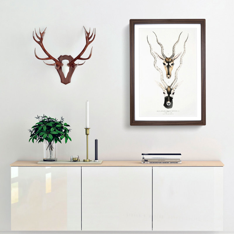 Indian Antelope by John Edward Gray - Framed Print, Walnut Framed, 65cm H x 48cm W x 2cm D