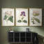 Antique Botanical Collection-522022664-522022668