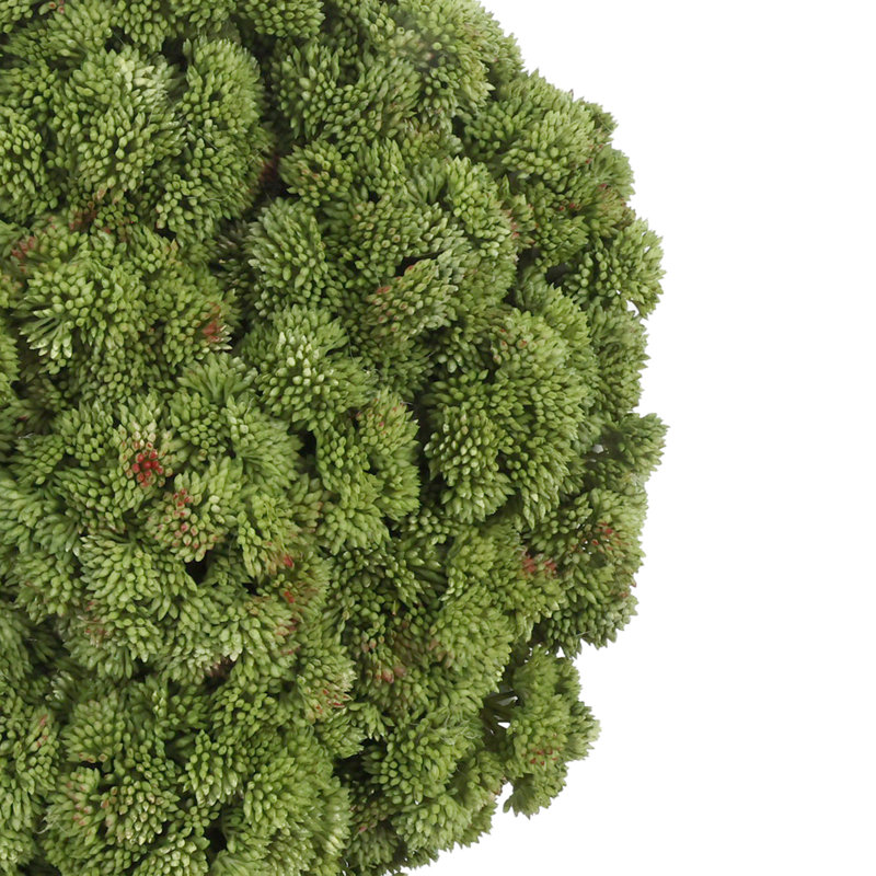 Sedum Arranged in a Stone Planter, 7" H x 11" W x 11" D, Light Green