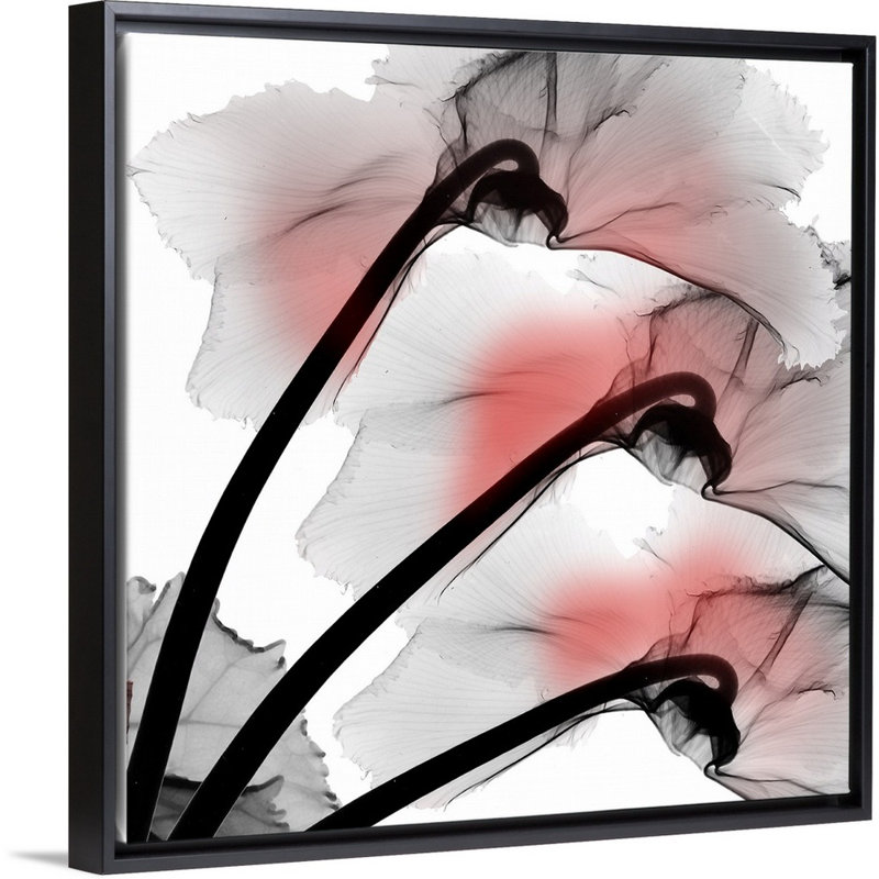 « Coral Luster cyclamen » par Albert Koetsier, reproduction d’art sur toile, H 14 po x l 14 po x P 1,75 po