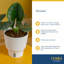 Elephant Ear in Ceramic Planter