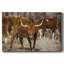 Longhorns-Toile tendue avec châssis-1388318248