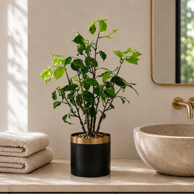 Eucalyptus Arrangement in Pot