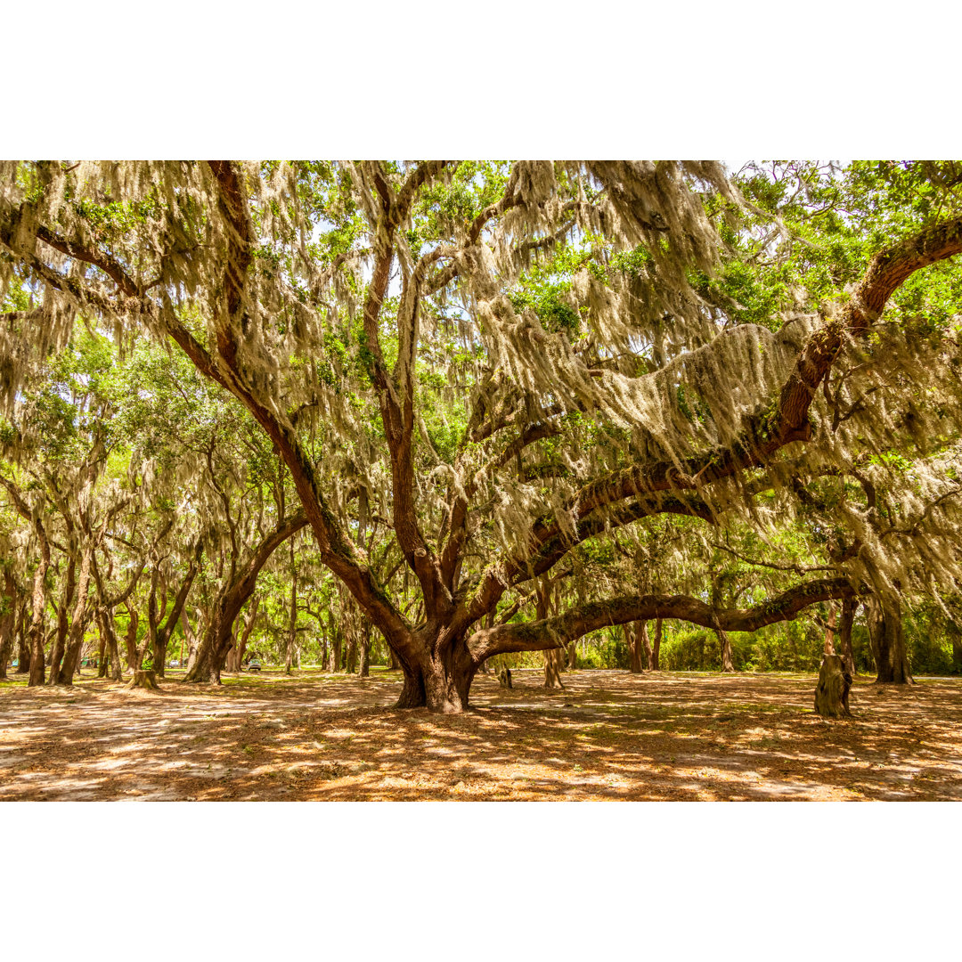 Gascoigne Oaks von BeachcottagePhotography - Drucken