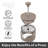 5 Cup Borosilicate French Press Coffee Maker (600 ml, 20 oz)