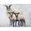 Sheep Family Print On Canvas