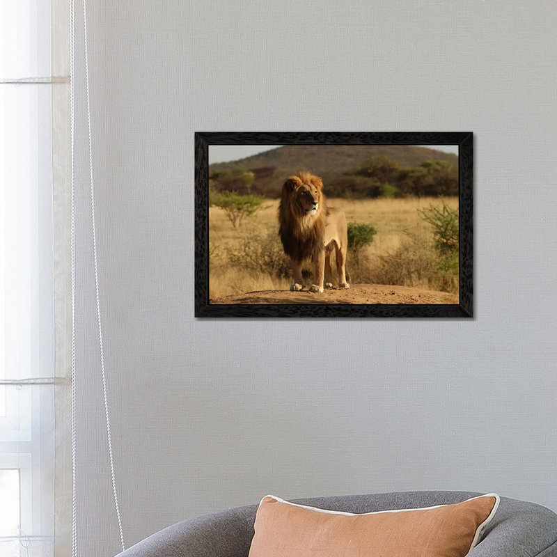 African Lion - Print on Canvas, 101.6 cm H x 66.04 cm W, Black Floater Framed