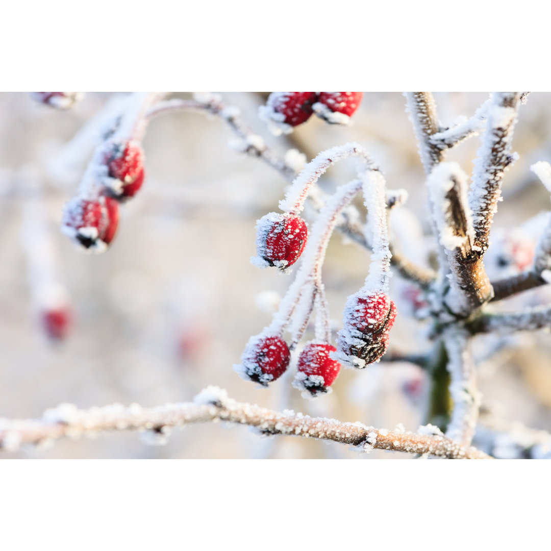 Leinwandbild Winterhintergrund, Rote Beeren auf den gefrorenen Zweigen bedeckt mit Wi