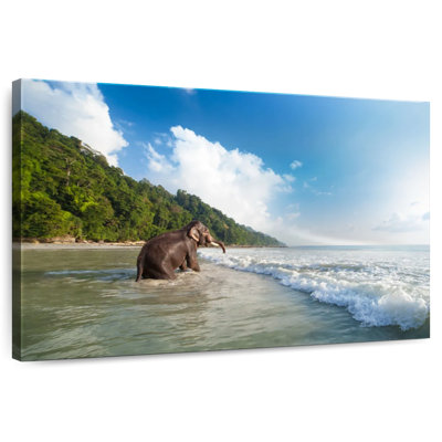 Brampt Havelock Island Elephant