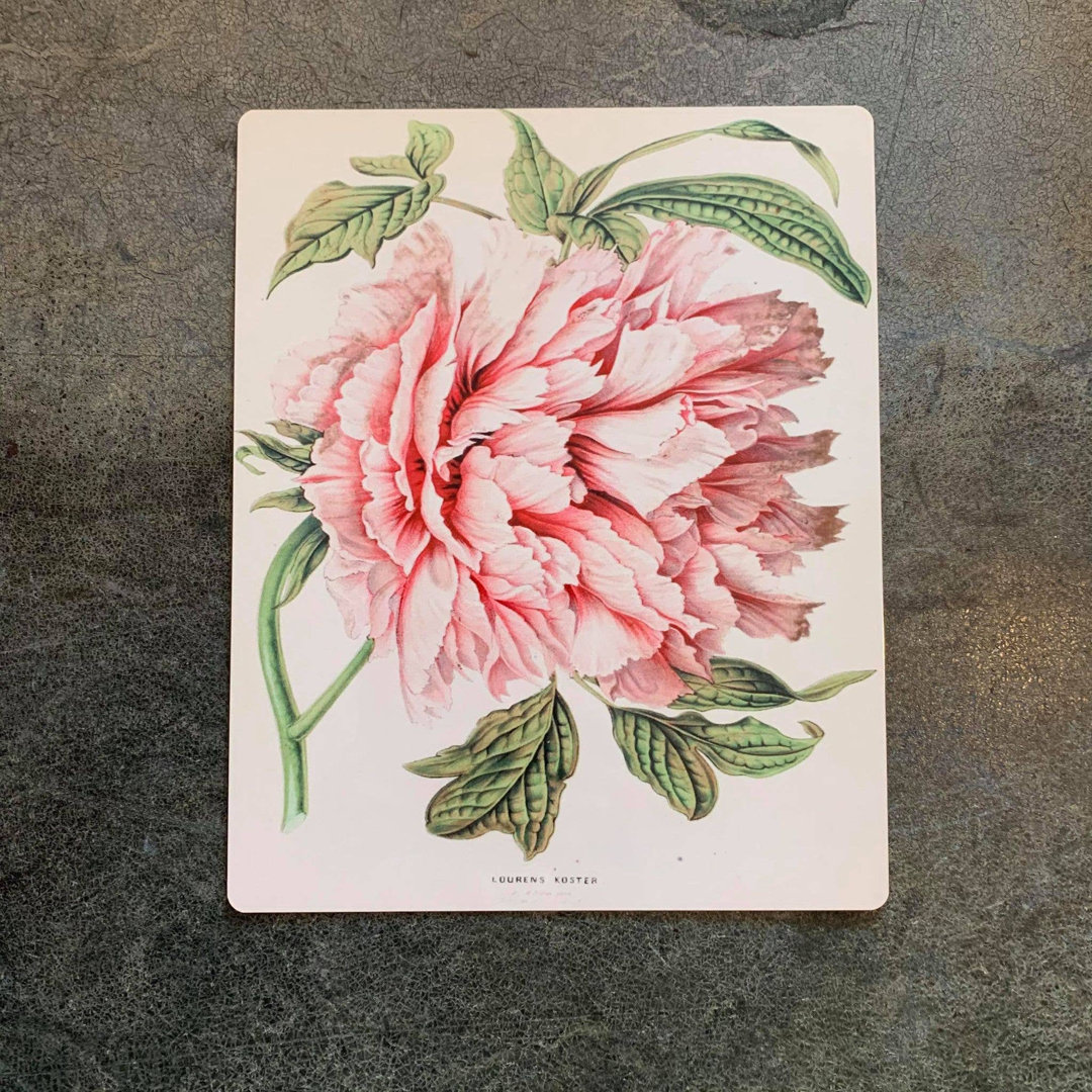 Wanddekoration Peony Botanical Illustration